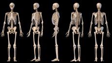 Human anatomy full body male skeleton. Five views. Perspective, Front rear and side on black background. 3d illustration.