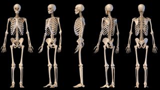 Human anatomy full body male skeleton. Five views. Perspective, Front rear and side on black background. 3d illustration.