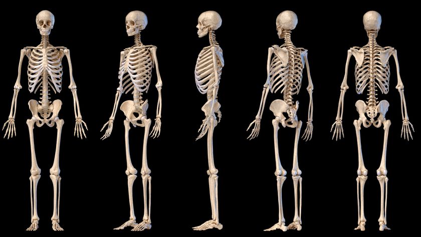 Human anatomy full body male skeleton. Five views. Perspective, Front rear and side on black background. 3d illustration.