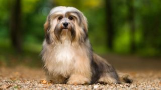 Havanese dog is sitting on a gravel forest road