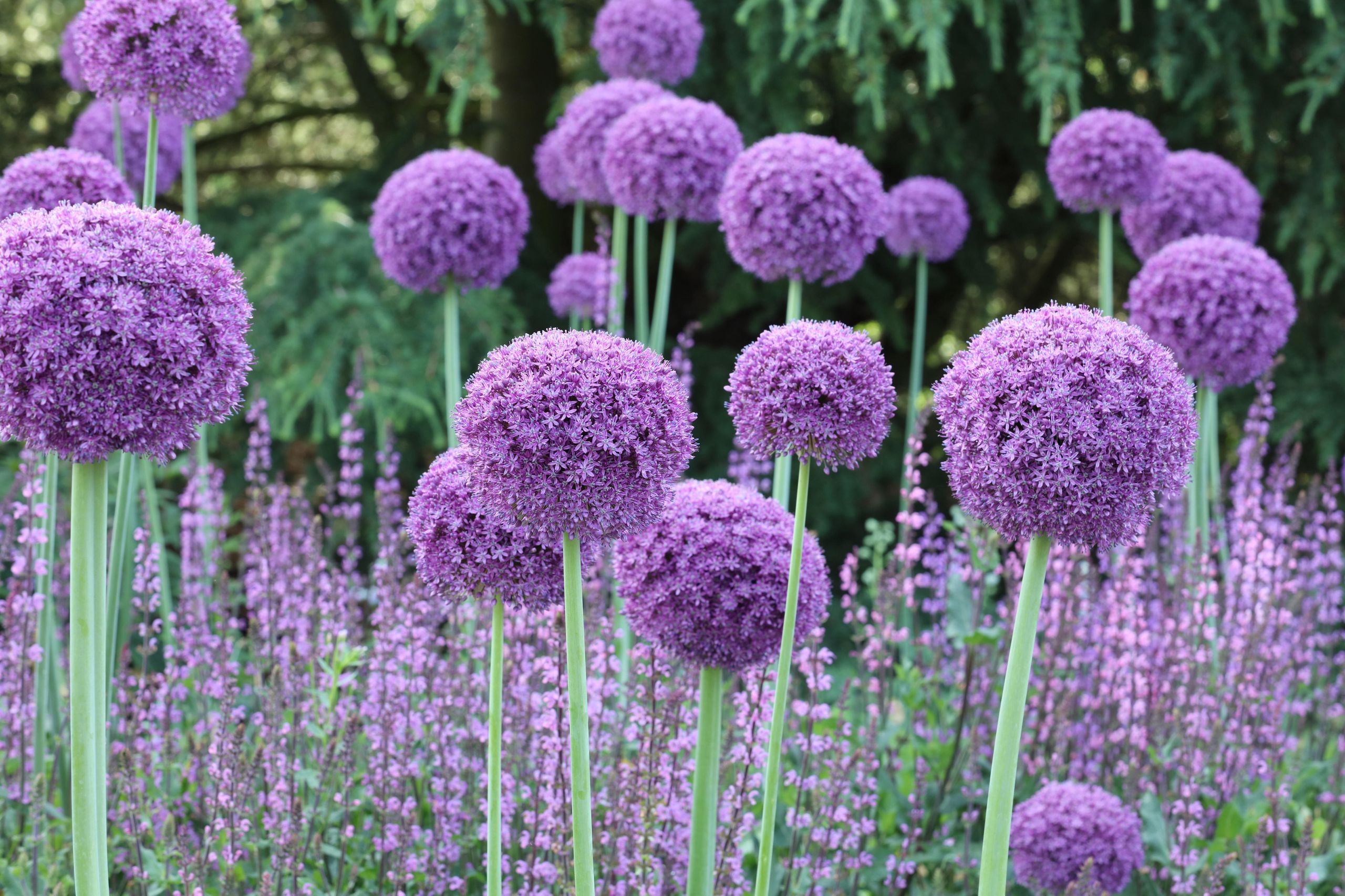 How to plant allium bulbs: add eye-catching structure to your borders ...