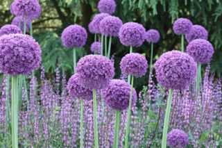 how to plant allium bulbs: purple ones are the best known variety