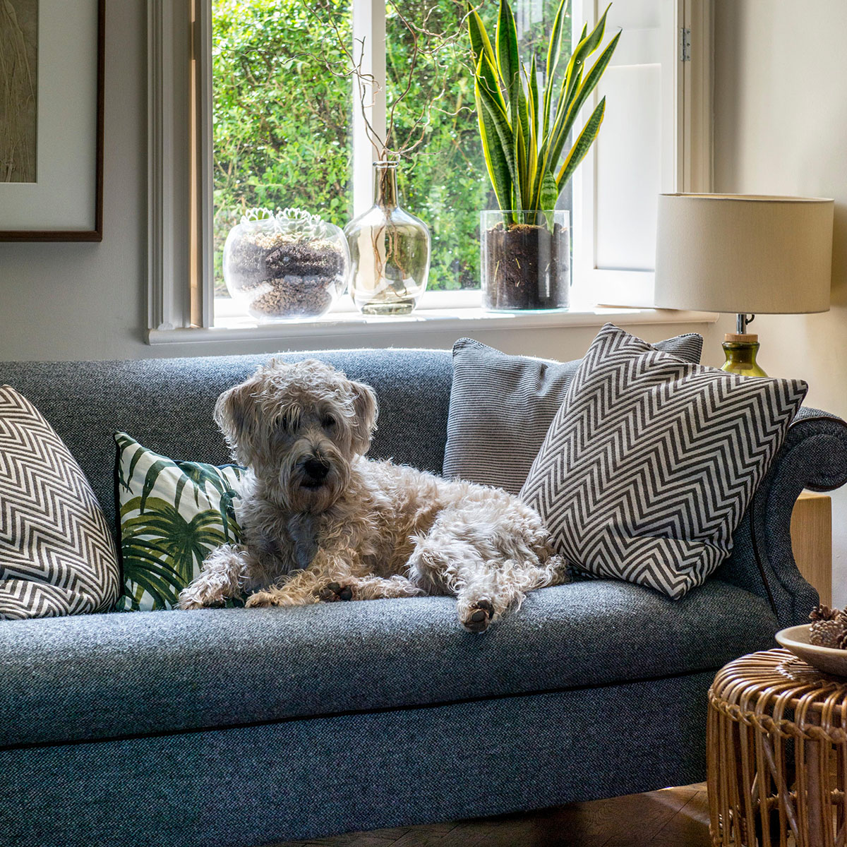 living room with dog on blue couch