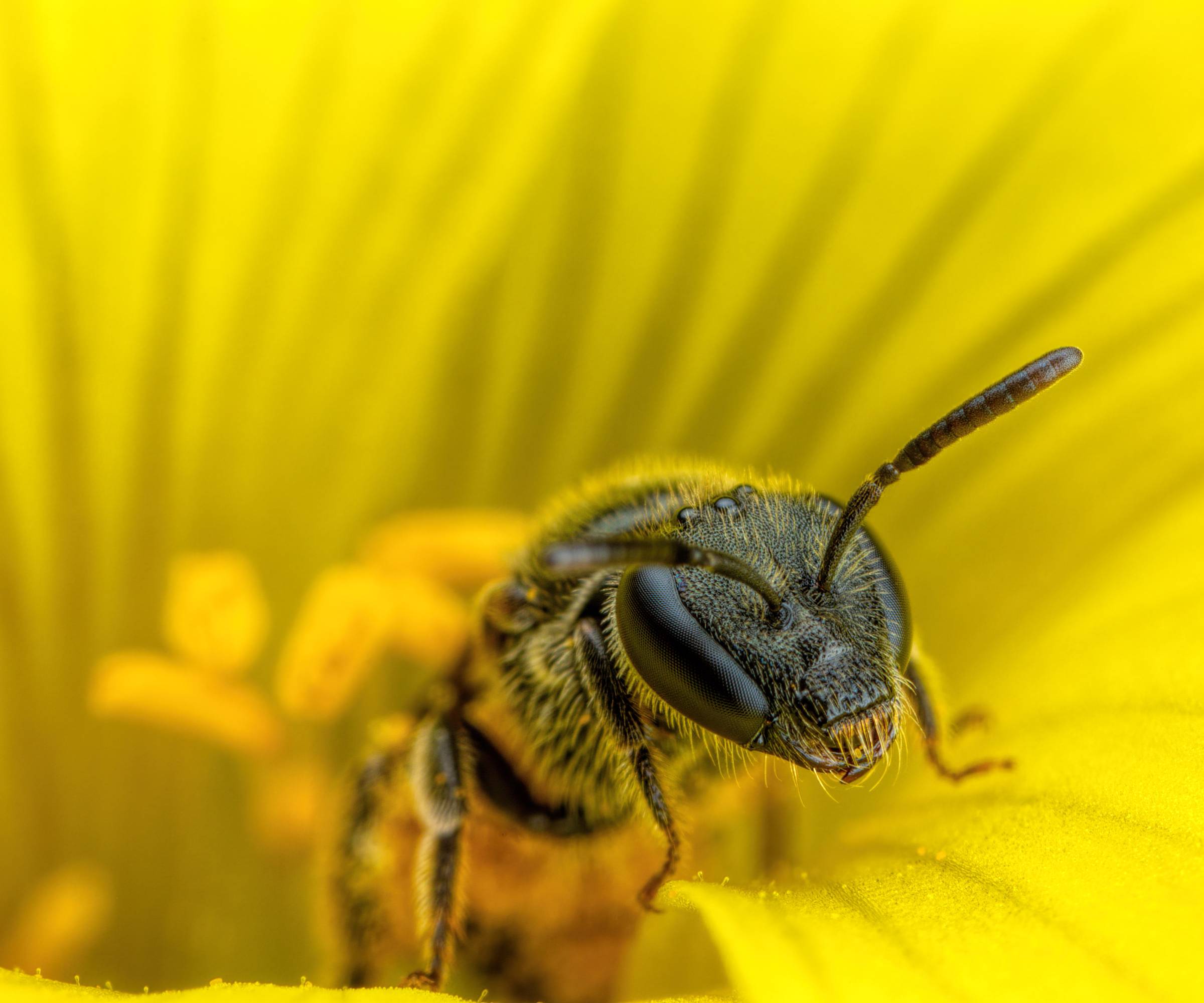Close up of a bee in a yellow flower