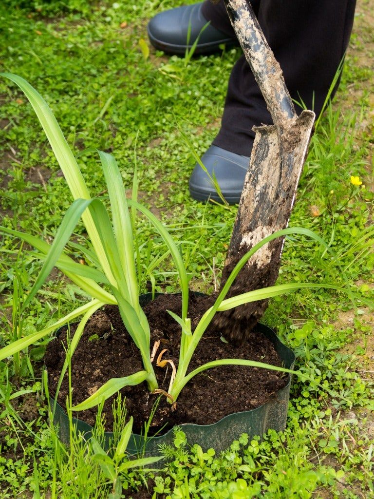 Potted Daylily Plant In The Garden