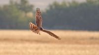 Montagu's harrier.