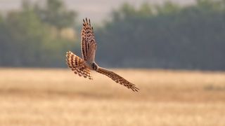 The UK&rsquo;s rarest bird has a new top-secret nest &ndash; but here&rsquo;s where you can go to photograph them, albeit with &ldquo;extreme&rdquo; caution
