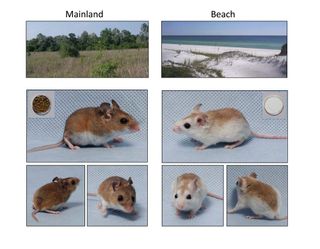 Mainland and beach mouse subspecies show unique coat color patterns, which provide camouflage in their respective habitats