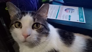 Lenovo Smart Tab M8 review