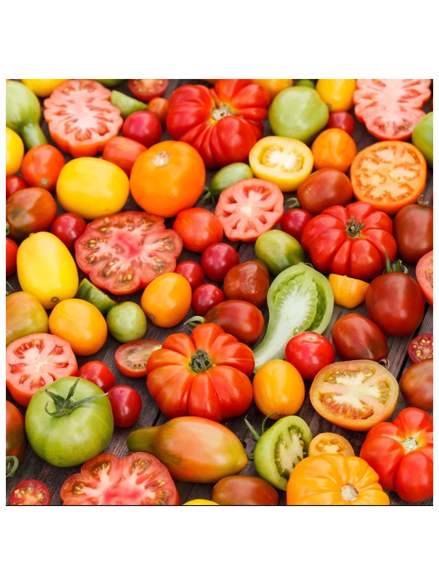 Many different colored tomatoes