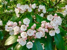 Watering a Mountain Laurel Shrub