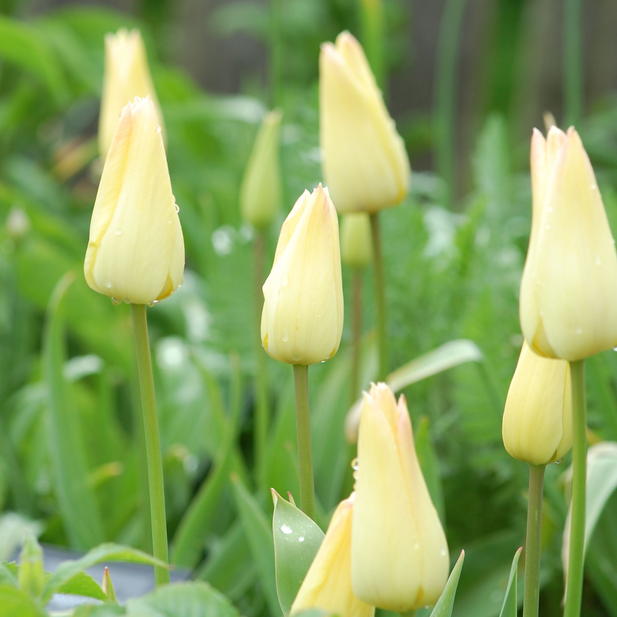 Tulipa &#039;Elegant Lady&#039; from Crocus.co.uk