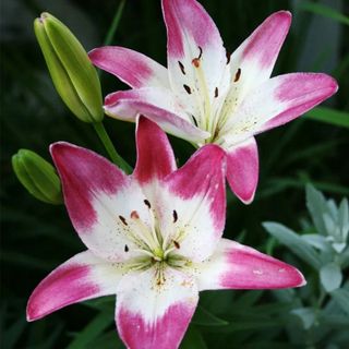 Lollypop Asiatic Lily Flower Bulbs