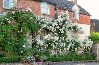 pretty cottage with climbing plants growing up the front wall