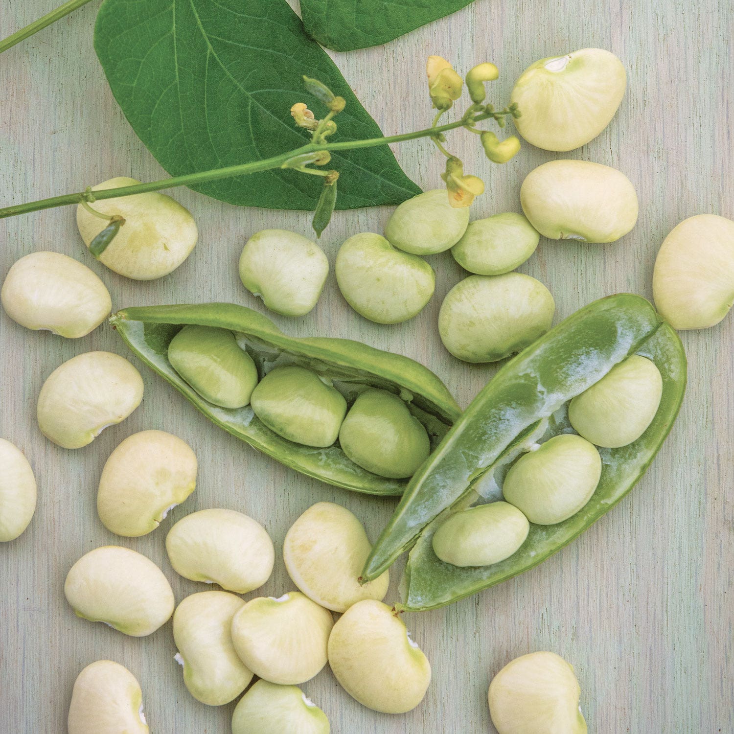 Lima Fordhook 242 Bush Bean Seeds