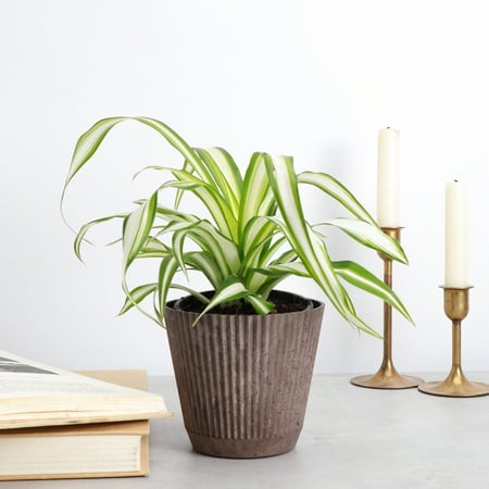 Live Spider Plant - Pet Safe - 4" Decorative Pot Cover - Coffee
