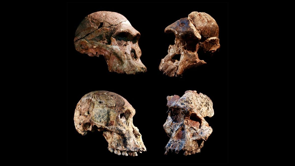 human evolution timeline skulls