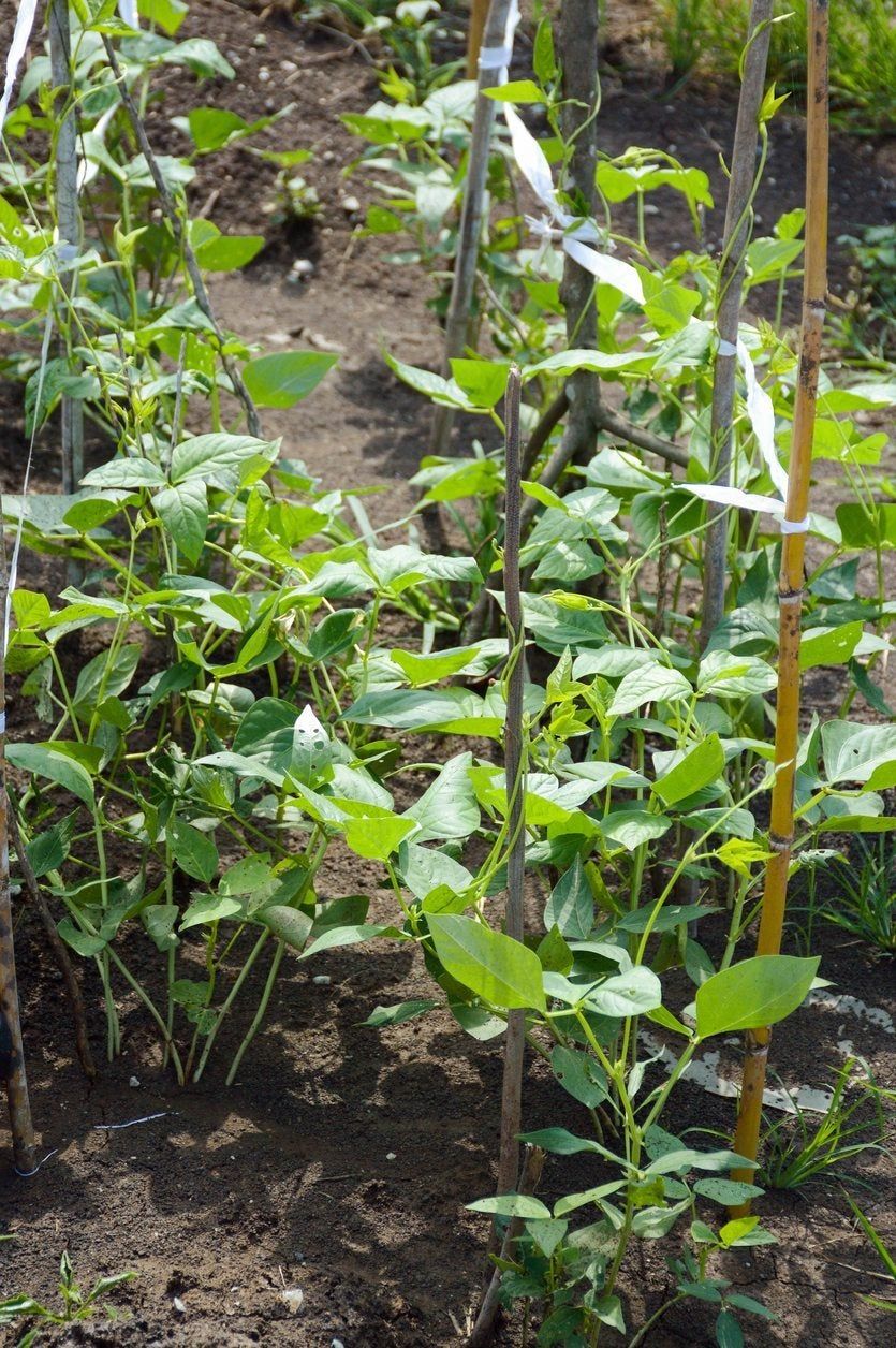 Cowpea Plants