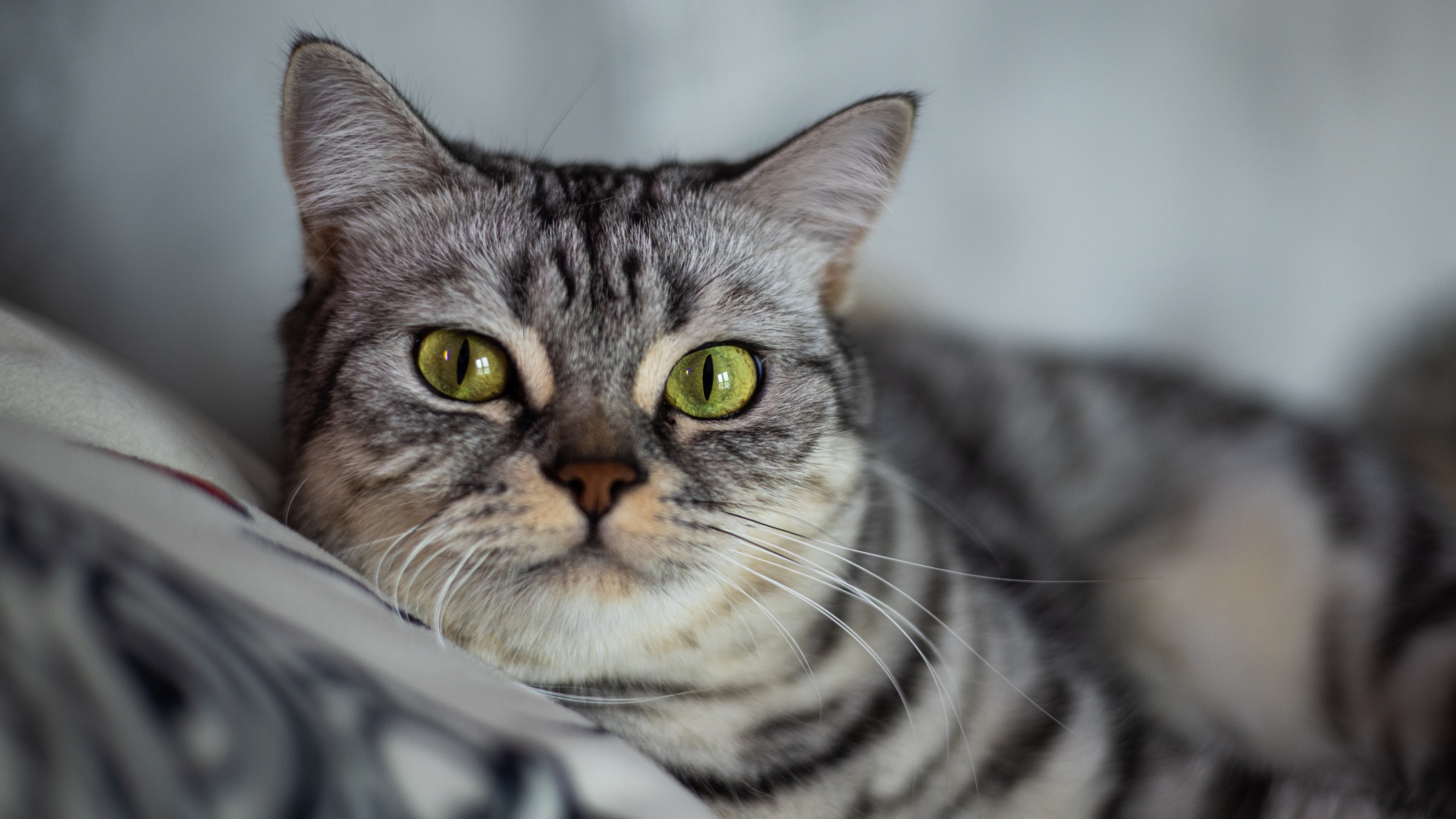 American Shorthair