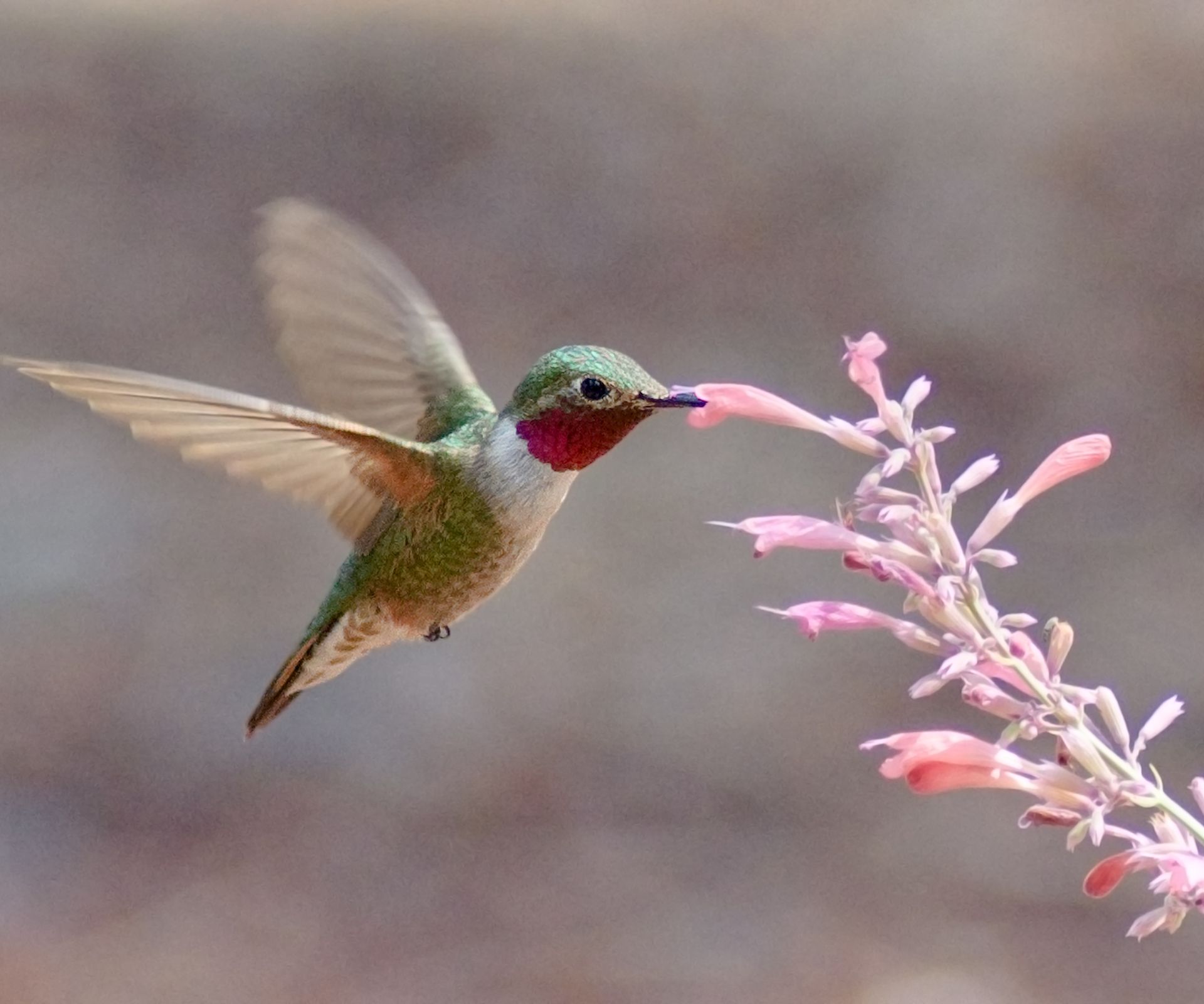A broad-tailed hummingbird feeds on pink Agastache flowers