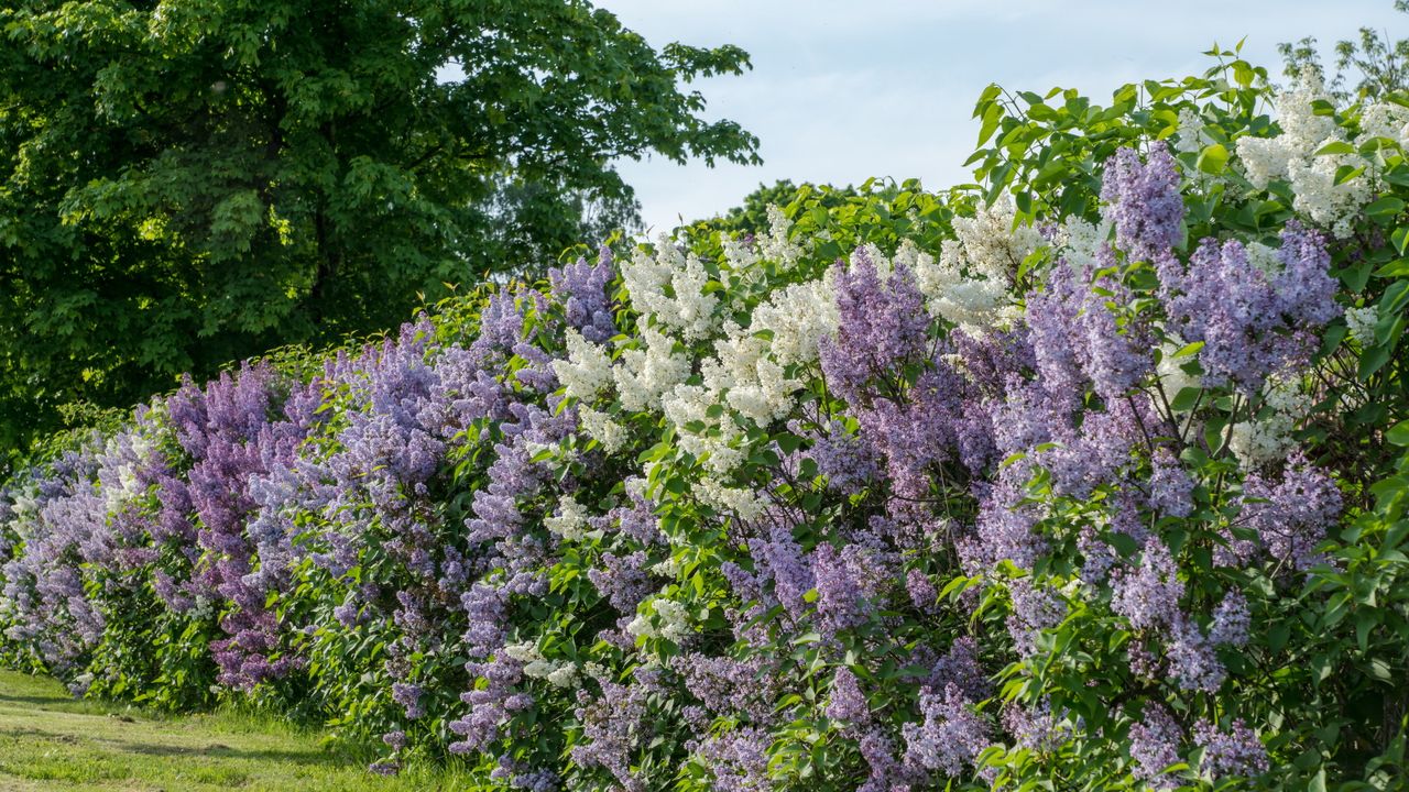 Lilac shrubs with purple and white blooms