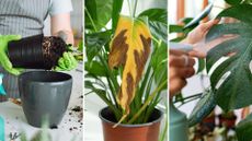  picture of woman repotting plant, peace lily turning yellow and someone misting a monstera
