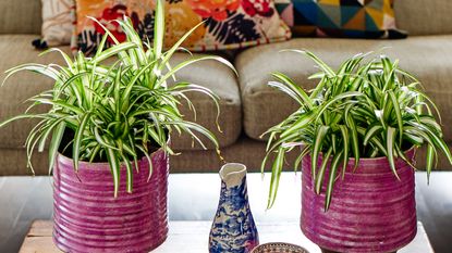 spider plants in a living room