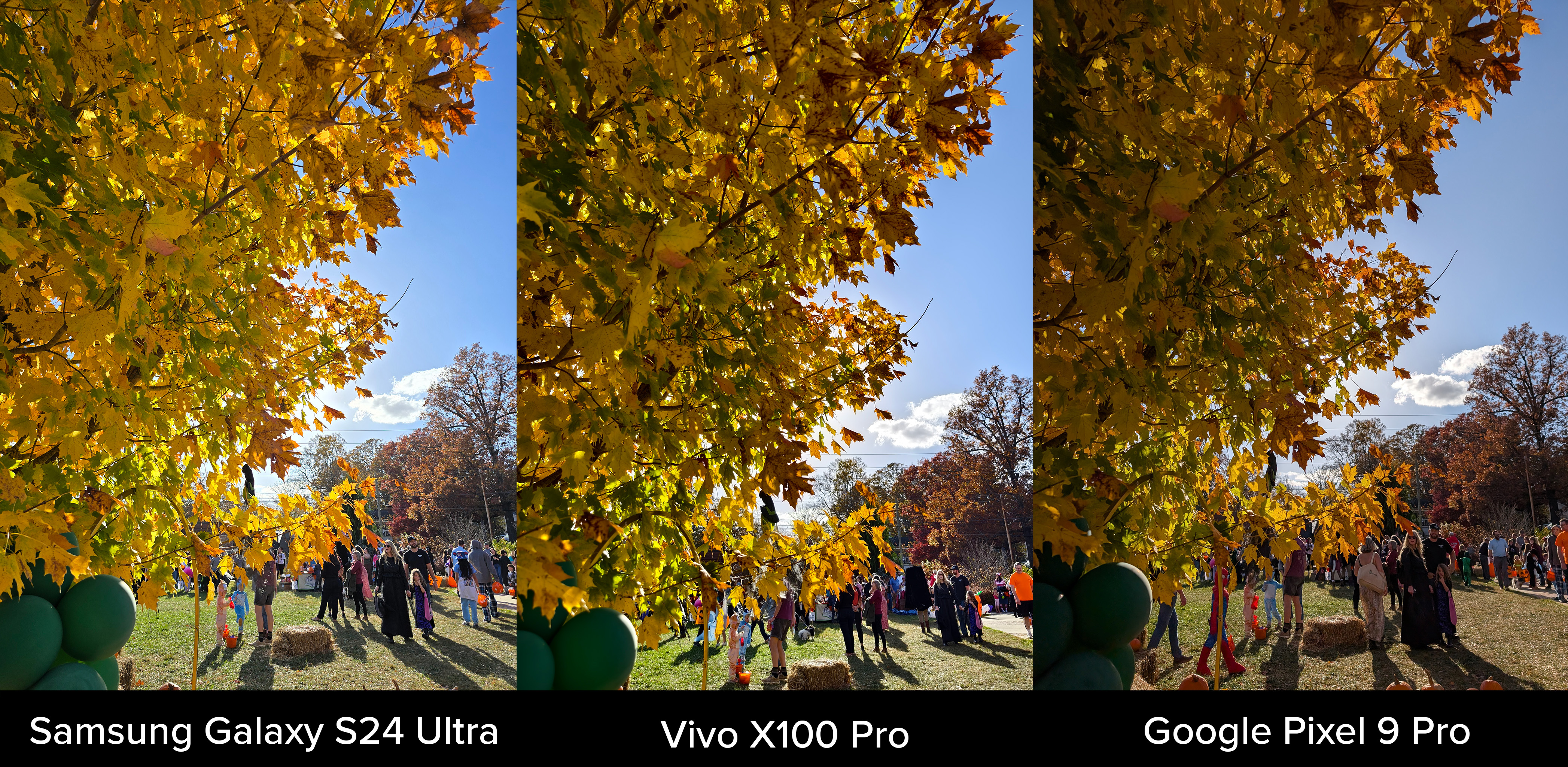 A photo comparison between the Samsung Galaxy S24 Ultra, Google Pixel 9 Pro XL, and Vivo X100 Pro of a backlit tree with Fall foliage