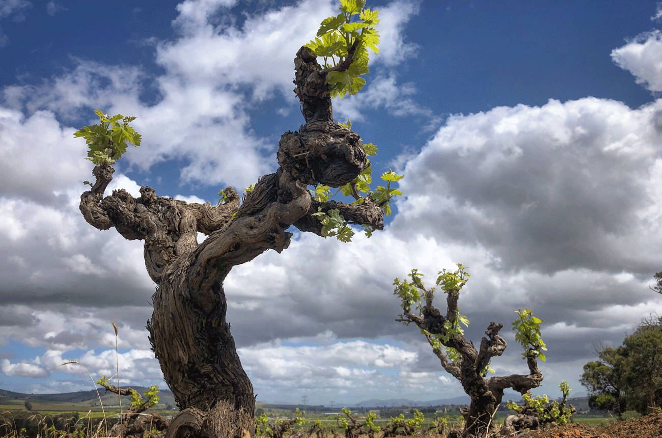 Bellevue Pinotage vines planted in 1953, Stellenbosch. South Africa