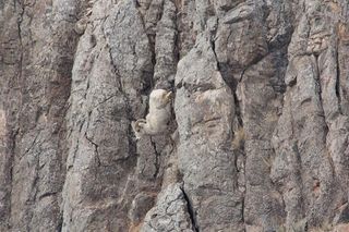 climbing goat, goat facts