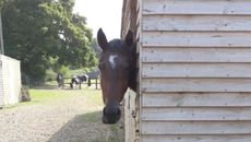 EXHIBIT-sb9-Horse-stable-central.jpg