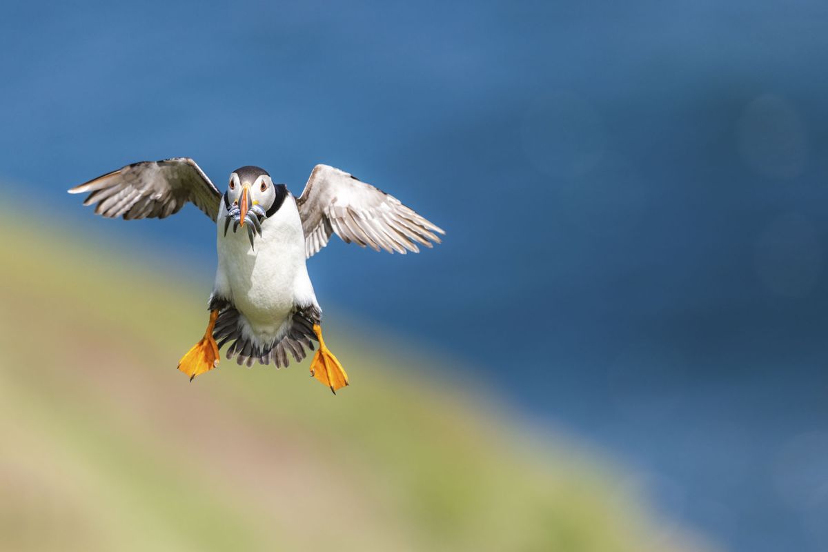 Puffin
