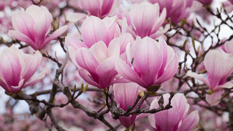 magnolia trees - Saucer Magnolia in bloom