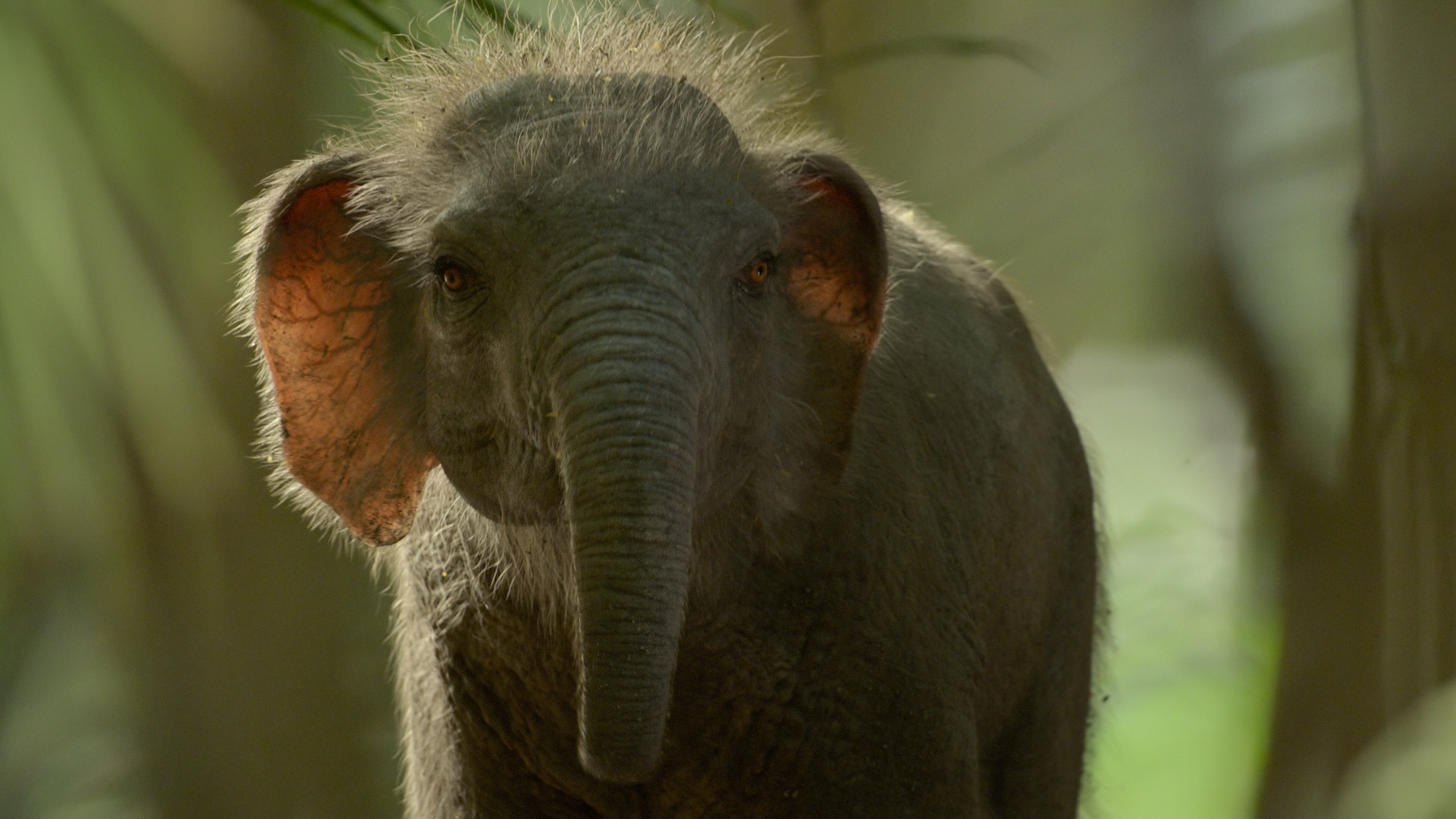 Stills from the natural history show Prehistoric Planet: Ice Age