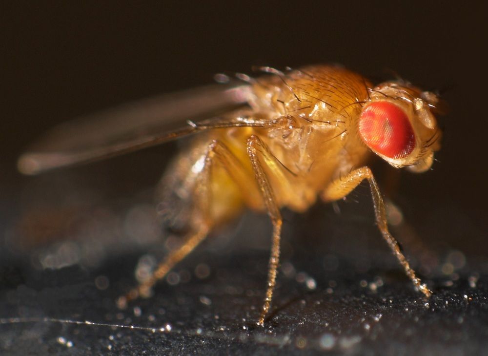 Where Do Fruit Flies Come From? | Live Science