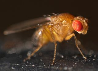 fruit flies, food, kitchen, bug