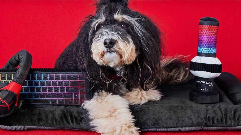 A dog with HyperX pet toys. 