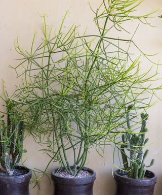 Euphorbia tirucalli pencil cactus large plant in a black pot