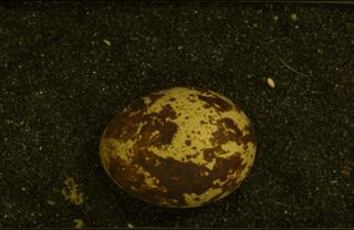 Quail egg camouflaged with dark splotches