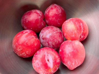 Bowl Of Red Plumcot Fruits