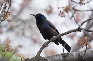 Common grackles are found throughout North America.