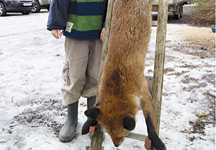BIG_fox-hr.jpg