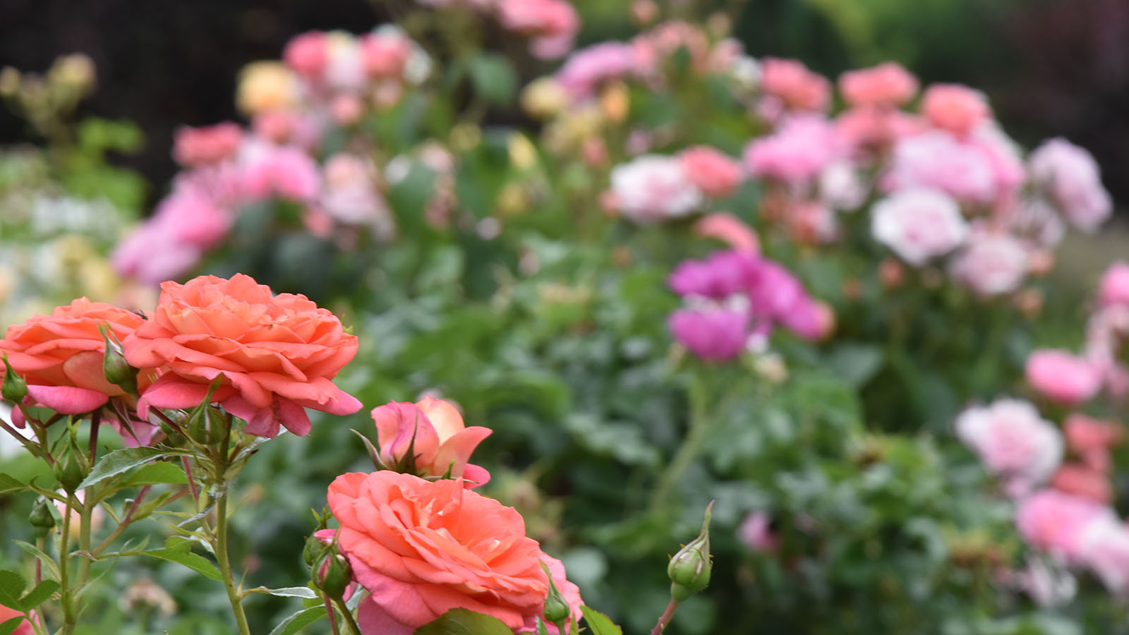 Colorful peach and pink roses in bloom at the Queen&#039;s Botanical Garden