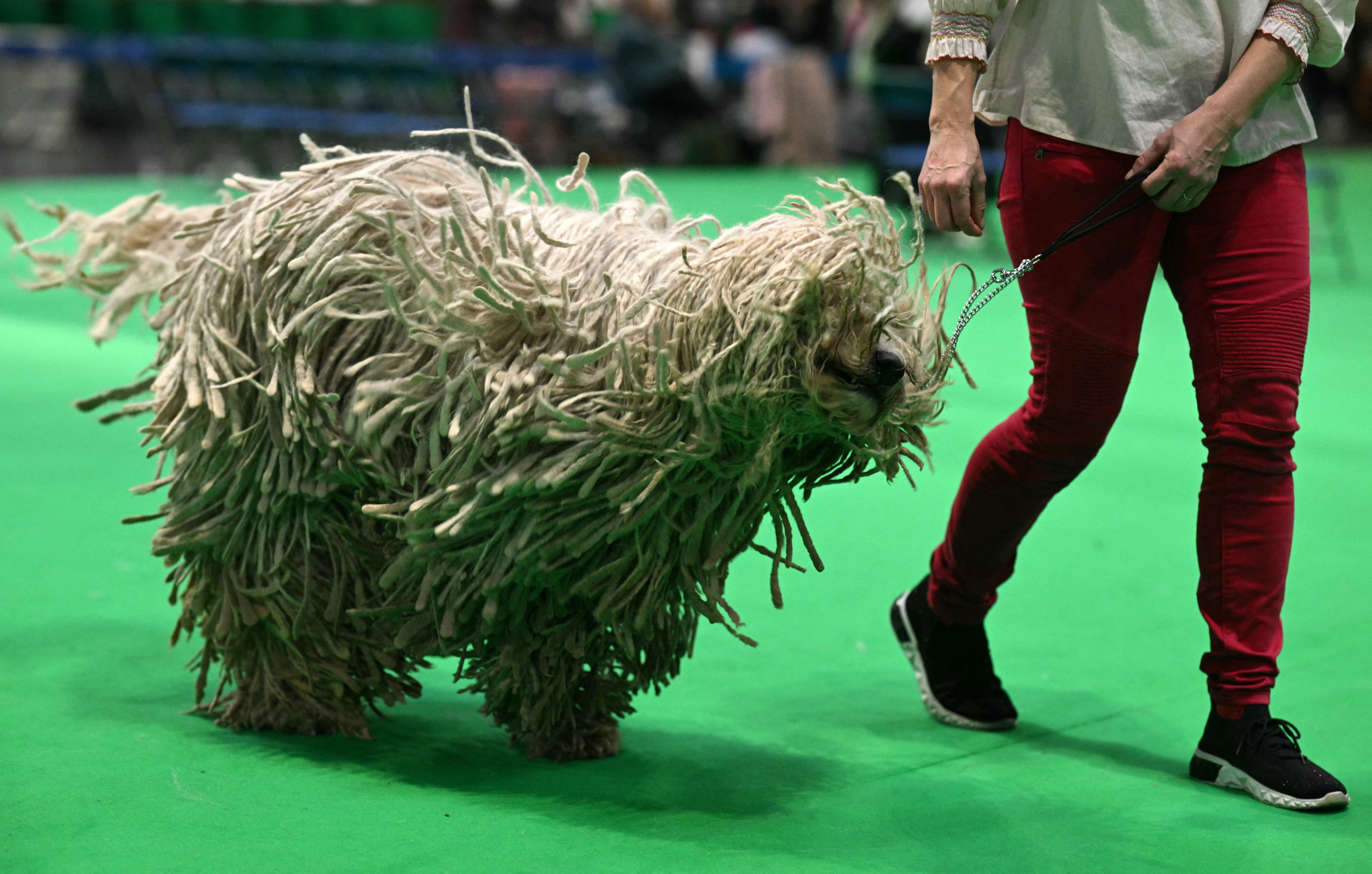 A handler practices with their Komondor dog in an empty show ring on the final day of the Crufts dog show at the National Exhibition Centre in Birmingham.