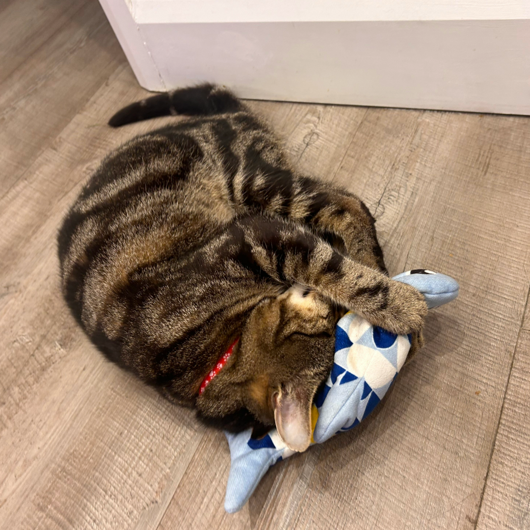 Megan's cat nuzzling the catit groovy fish, one of the best cat toys, while lying on the floor
