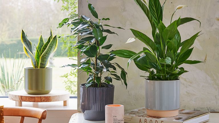 how to care for houseplants in winter