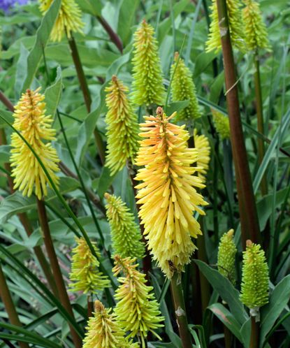 Red hot poker varieties: 16 types for sizzling summer color | Gardeningetc