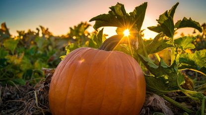 pumpkin in field with sunset in background