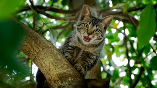 Cat up tree