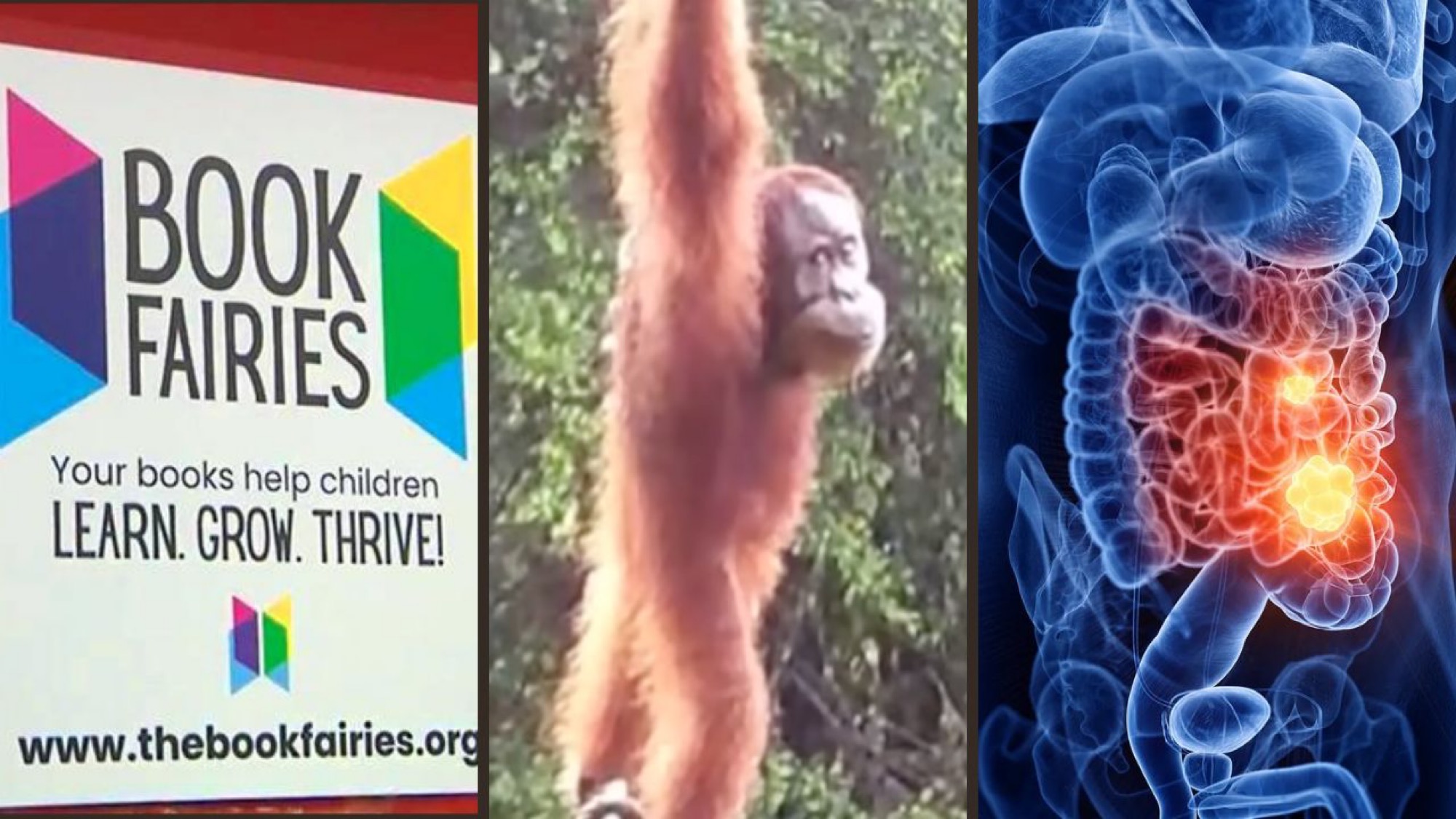 The Book Fairies logo, an orangutan crosses a bridge, and a computer-generated image of intestines.